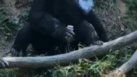 😂GORILLA SMOKING CIGAR 🚬