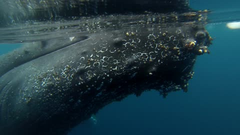 Humpback Whale Stops to Say Hello