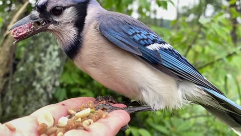 Hand-Feeding a Blue Jay in Slow Motion.