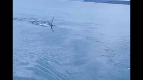 Giant shark encounter in Iceland