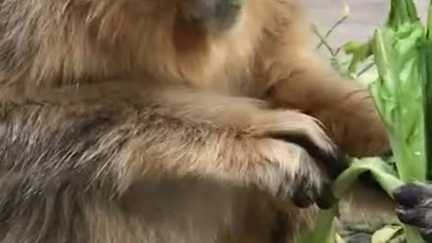 adorable golden snub nosed monkey eating #shorts