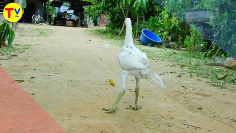 A monkey wrestling with a hen is very funny