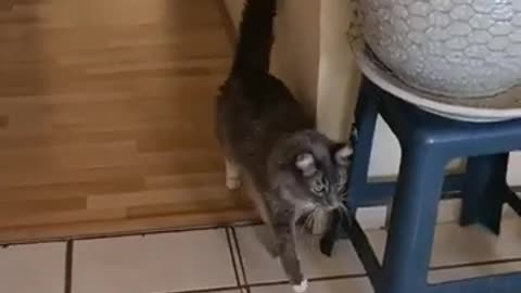 Silly Cat 😂Imitating Owner On Crutches