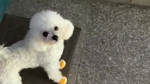 Puppy descending the stairs by lifting both the back legs