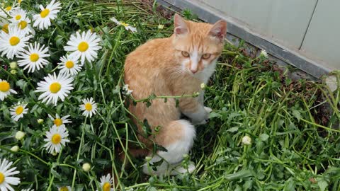 Yellow cat in the white flower garden 2