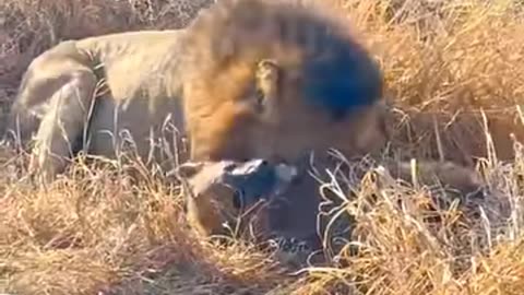 The attack of the lion on the hyena #lion #hyena #شیر #کفتار