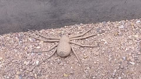 Six Eyed Sand Spider's Clever Camouflage