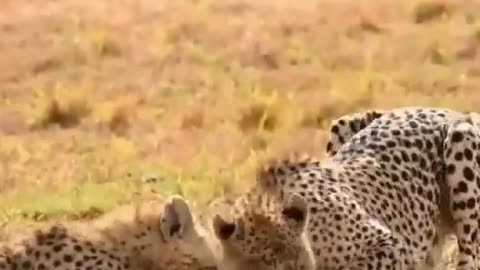 Cheetah Gave Shuts Baby Deer Up