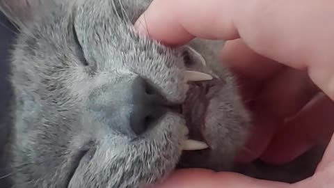 Touching Russian Blue Cat