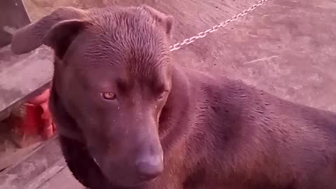 A video of diesel