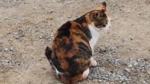 Cat lying on the dirt floor of a baseball field