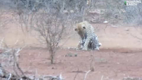 Leopard Attacks Porcupine, Immediately Regrets It