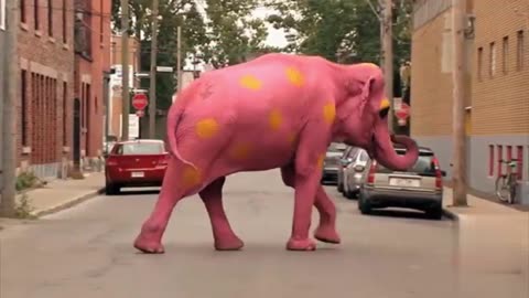 Foreign prank: The driver saw a red elephant, traffic police: drank too much?