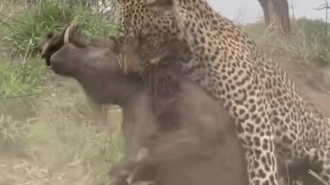 Leopard attack on forest boar #animals #lepard #boar #attack