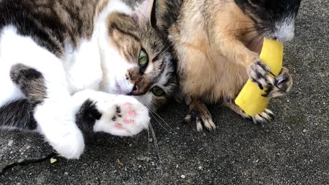 Cat Cuddles Hungry Squirrel