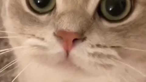 Video Funny Cats 41