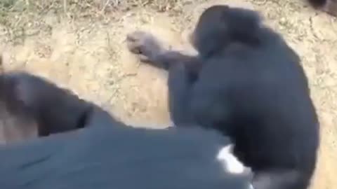 Insane group of monkeys attack camera!