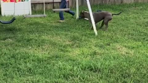 Pit Bull Chases A Kids