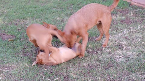 the dogs playing with their father