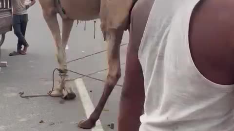 Camel 🐫 ( oont ki qurbani )