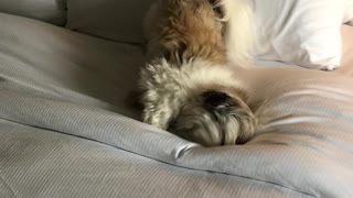 Pecan the Shih Tzu loves hotels