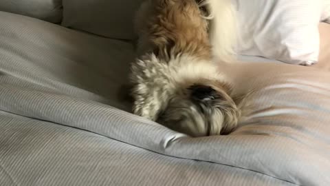 Pecan the Shih Tzu loves hotels