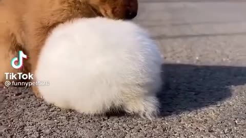 Cute Baby Bunnies think the Golden Retriever is her mother.