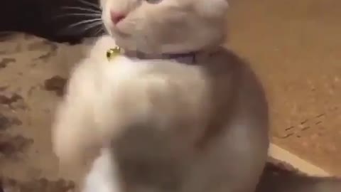 Cute cat doing gangnam style..sooo cutee