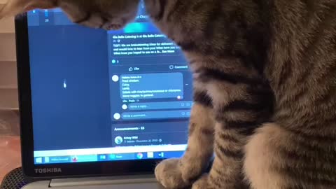 Is this adorable kitten playing video games?