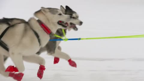 Team of husky sled dogs running in the snow