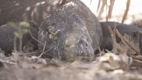 Komodo Dragon Varanus komodoensis, a species of lizard found in Indonesia