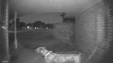 Dog Rings Doorbell to Be Let In