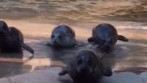 Seals look so cute when they walk on land