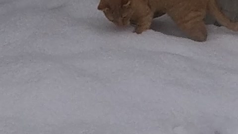 East Texas Snow Cat