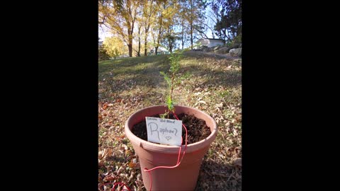 Jungle Brook Jingle with Raphael Dawn Redwood Nov 5 2020