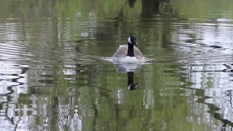 Canada Goose Goose Water Bird Nature Nature Reserve