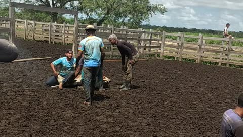 Ferra gado laço é para os fracos.