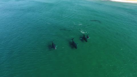 Humpback Whale Migration