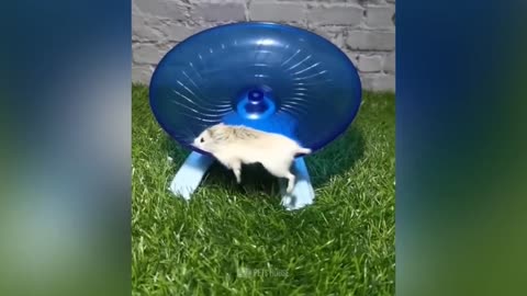 Funny And Cute Hamster Video Compilation | Pets House