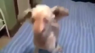 Cachorro doidinho,pra chegar sábado!