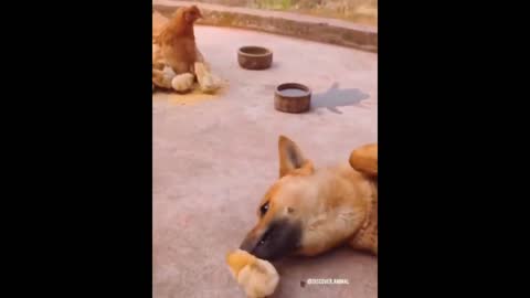 Crazy chickens being funny