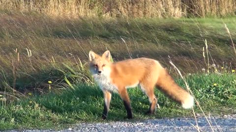 Cute Red Fox