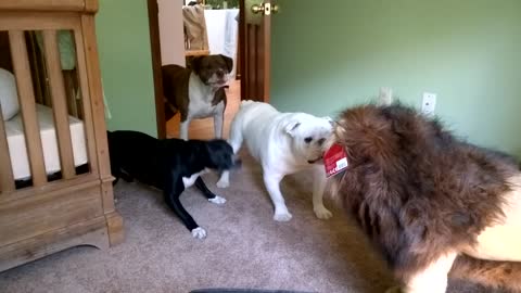 Brave English bulldog Sir Wellington fights lion. Super funny!_Full-HD