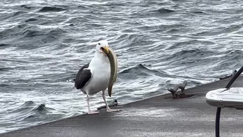 Seagull Swallows Whole Eel for Lunch