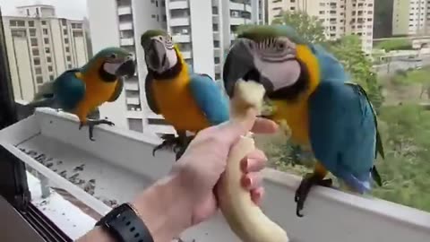 Macaws love bananas