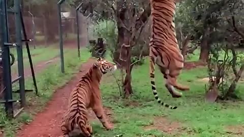 Tiger jumps to catch meat, filmed in slow-motion