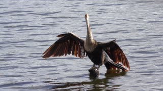 Anhinga basking on a small wooden post