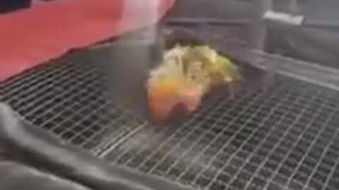 Parrot Enjoying a Bath by The Fountain #shorts #shortvideo #video #virals #videoviral