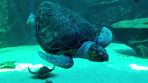 Turtle and Fishes In an Aquarium