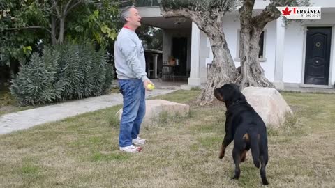 Rottweiler, Todo lo que Debes Saber sobre esta raza